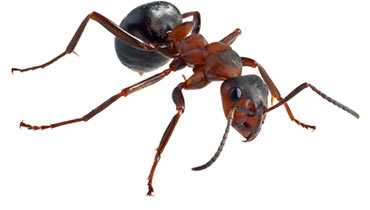 Pest Ant