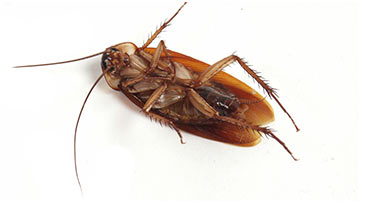 Pest Cockroach