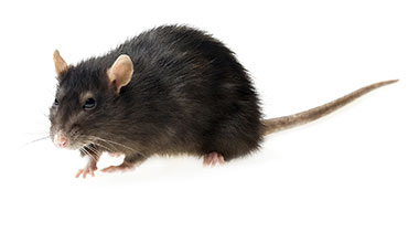 Pest Rat