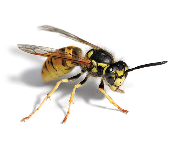Wasp Pest